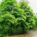 桂花树