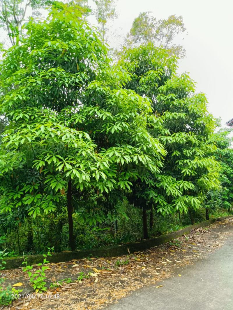 桂花树