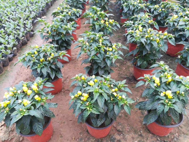 观花植物