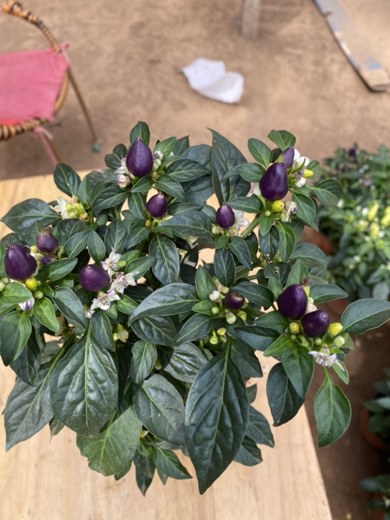 观花植物