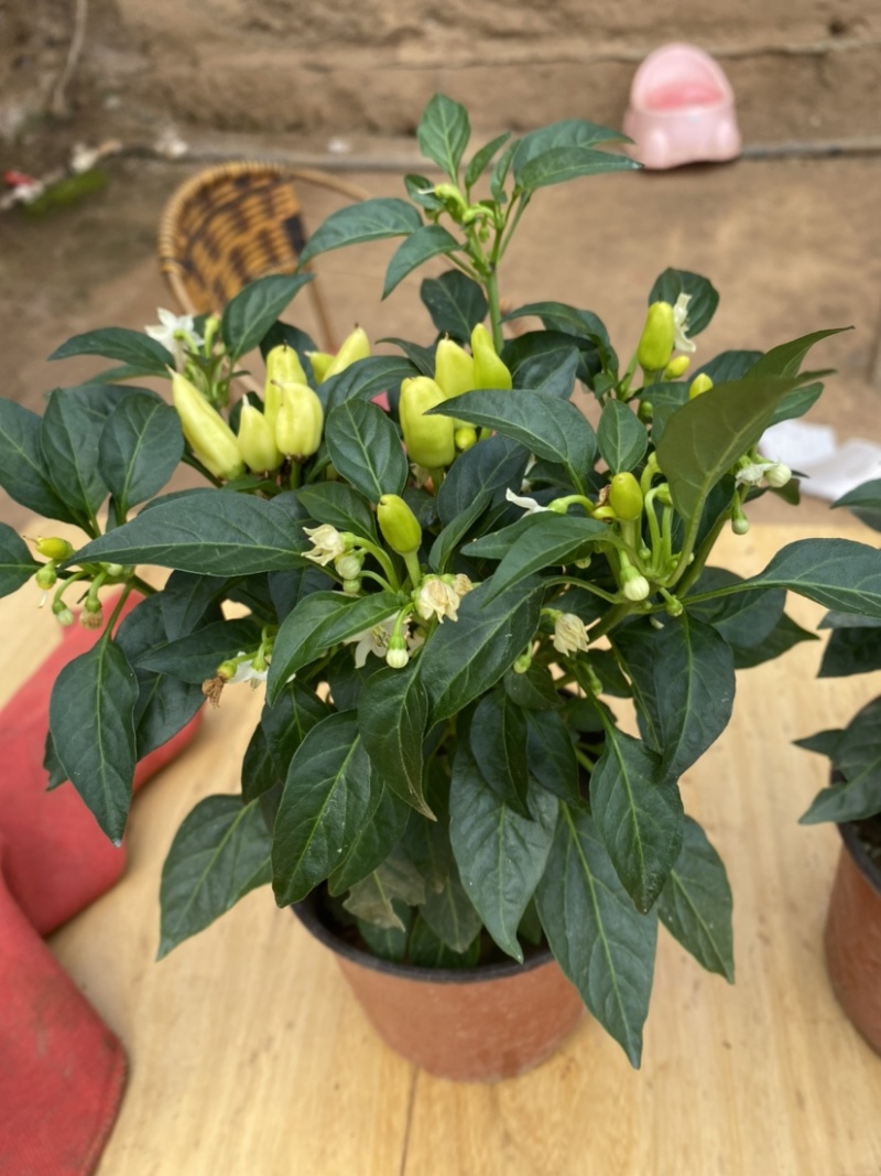 观花植物