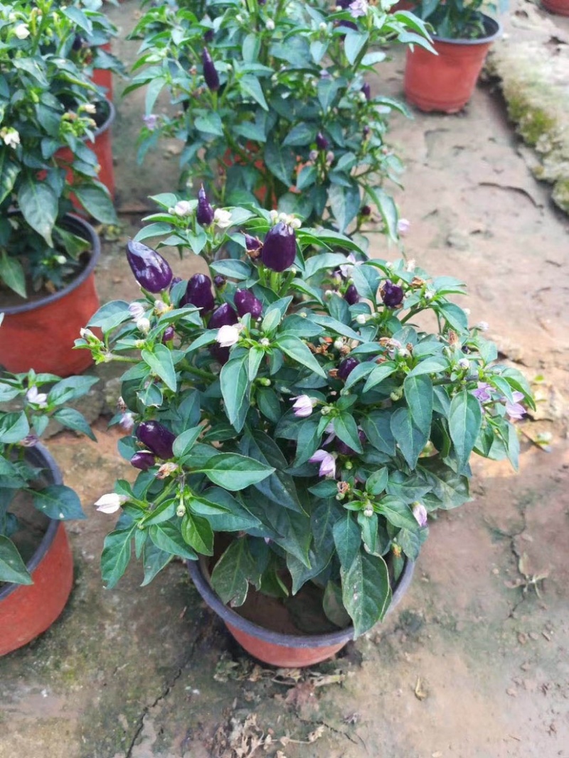 观花植物