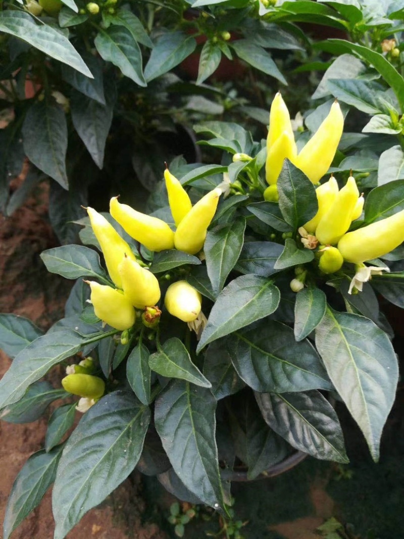 观花植物