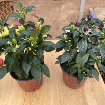 观花植物