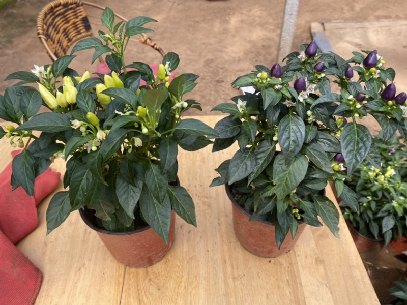 观花植物