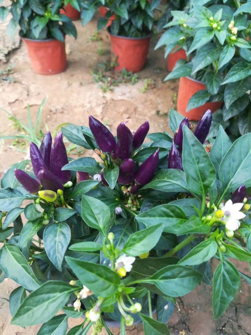观花植物