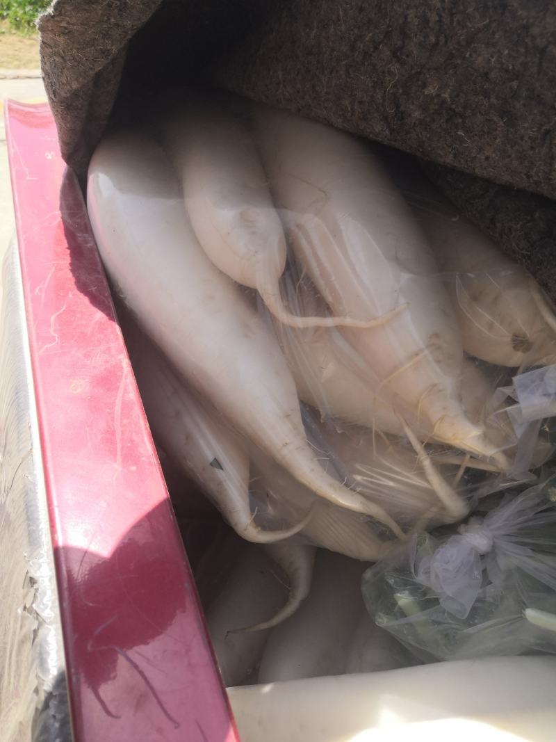 华州区青萝卜大量上市了欢迎联系地头装车视频看菜