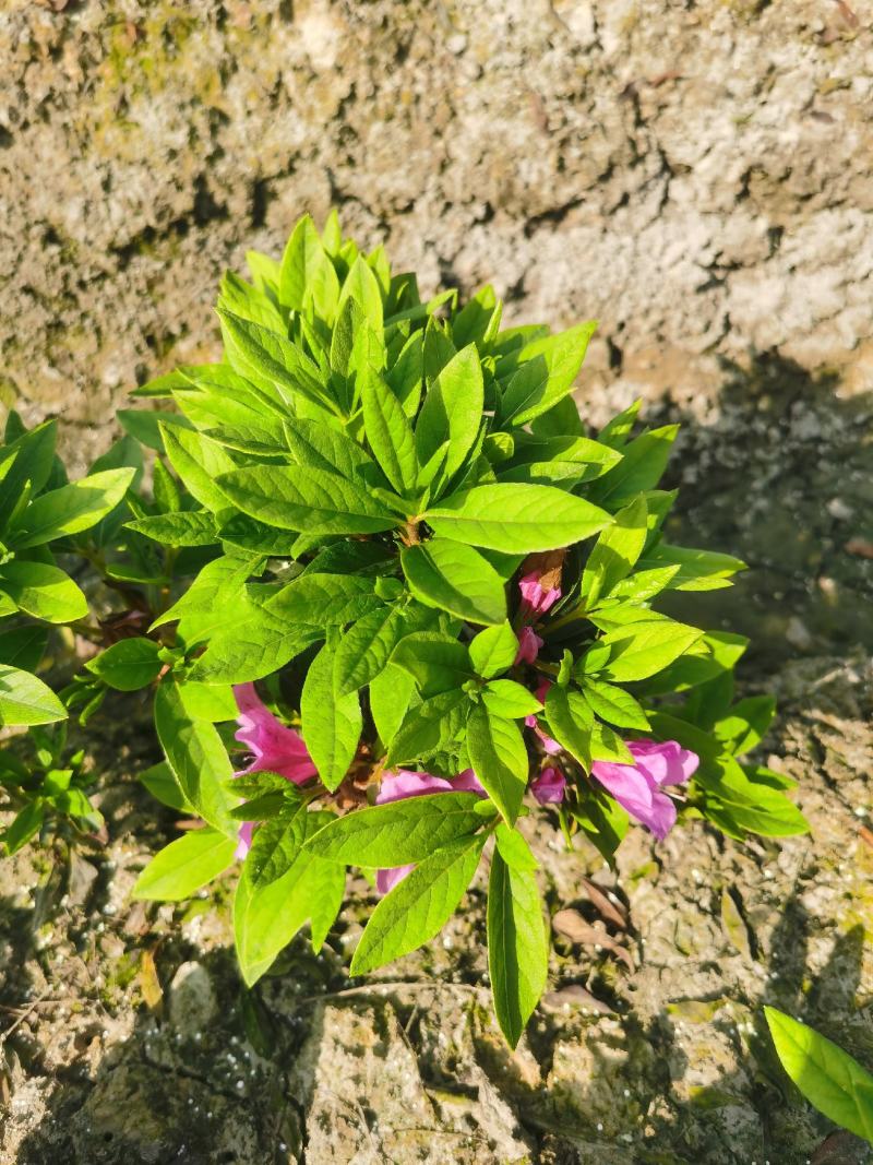 毛娟直销