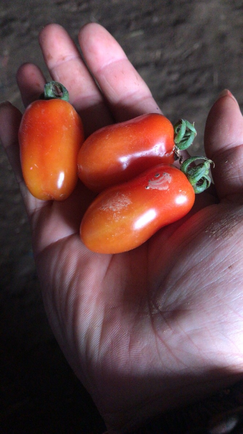 小番茄，圣女果，花生番茄