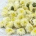 级特白菊花七月菊贡菊花500g包邮黄山贡菊花茶贡菊花茶叶