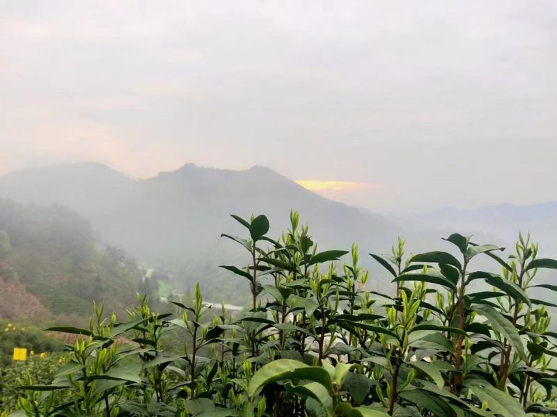 安徽黄山毛峰2025年高山绿茶口粮茶黄山毛峰新茶包邮