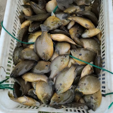 湖州精品太阳鱼长期供应