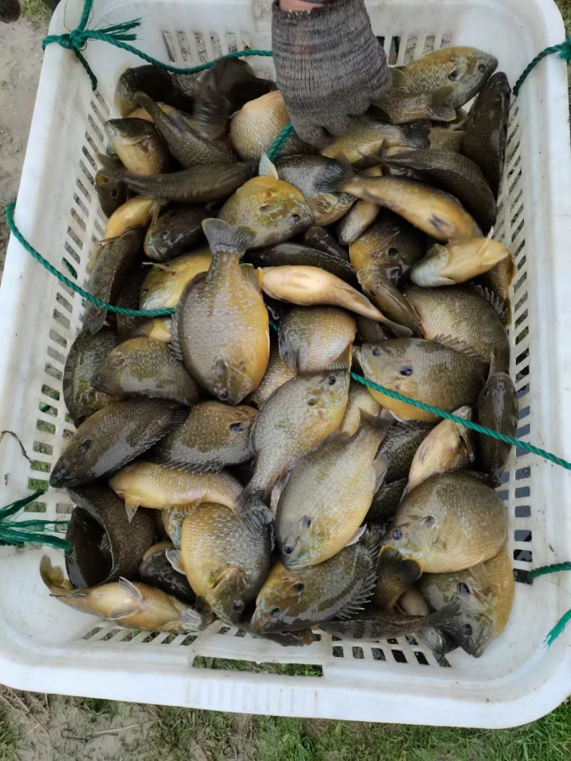 湖州精品太阳鱼长期供应