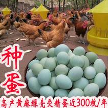 高产绿壳土鸡蛋种蛋包受精百分之90不达标包赔付