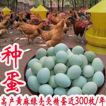 高产绿壳土鸡蛋种蛋包受精百分之90不达标包赔付