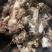 肉多肋条头，物美价廉自助餐，后厨好食材，好食材，好味道
