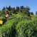 安徽黄山毛峰2025年高山绿茶口粮茶黄山毛峰新茶包邮