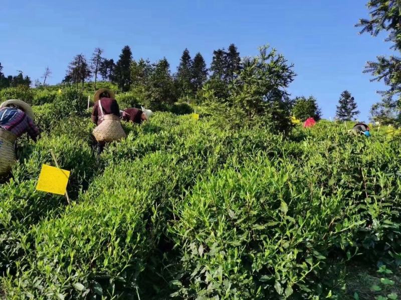 安徽黄山毛峰2025年高山绿茶口粮茶黄山毛峰新茶包邮