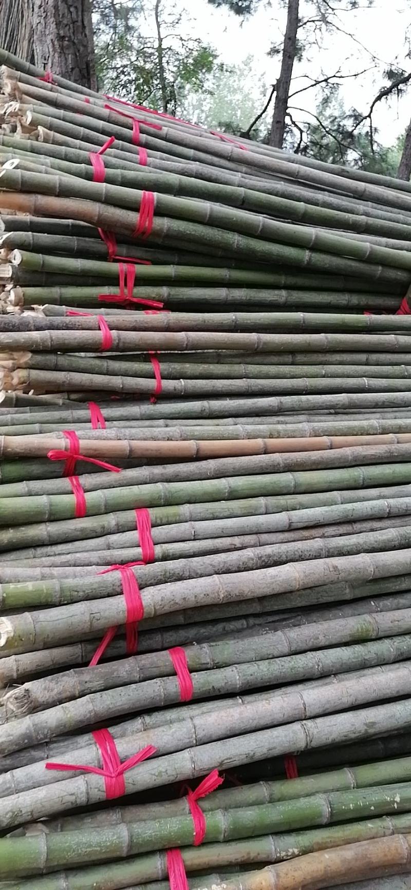 〔有好货〕菜架竹，大别山毛竹适合鸡鸭棚，电力脚手架