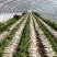 大量供应精品白萝卜，自产自销、质优价廉、量大从优