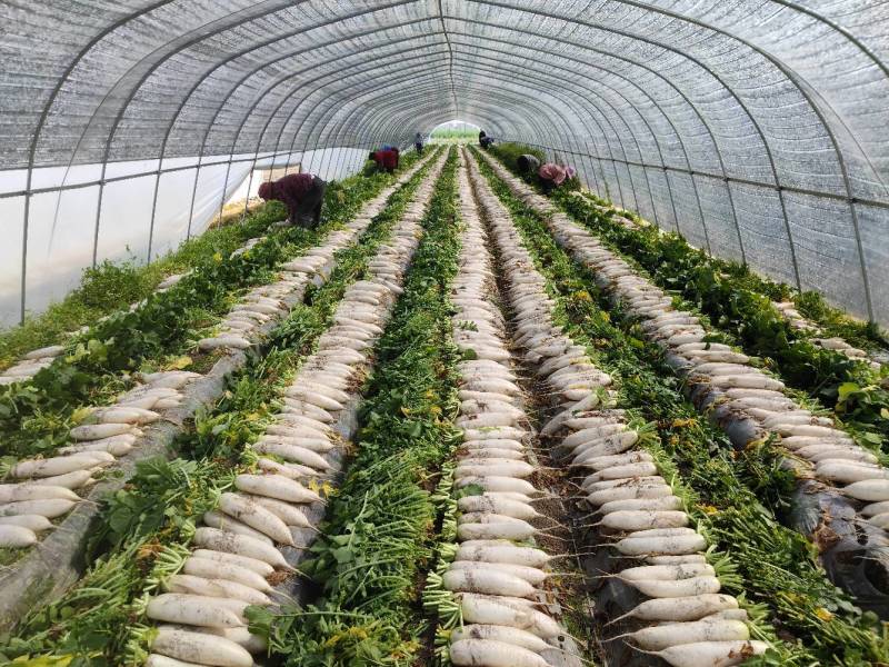 大量供应精品白萝卜，自产自销、质优价廉、量大从优