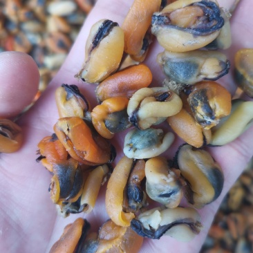 淡菜干青口干海味干货《产地直销》