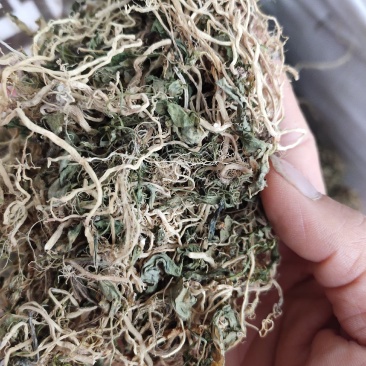 中草药半边连全草半边莲