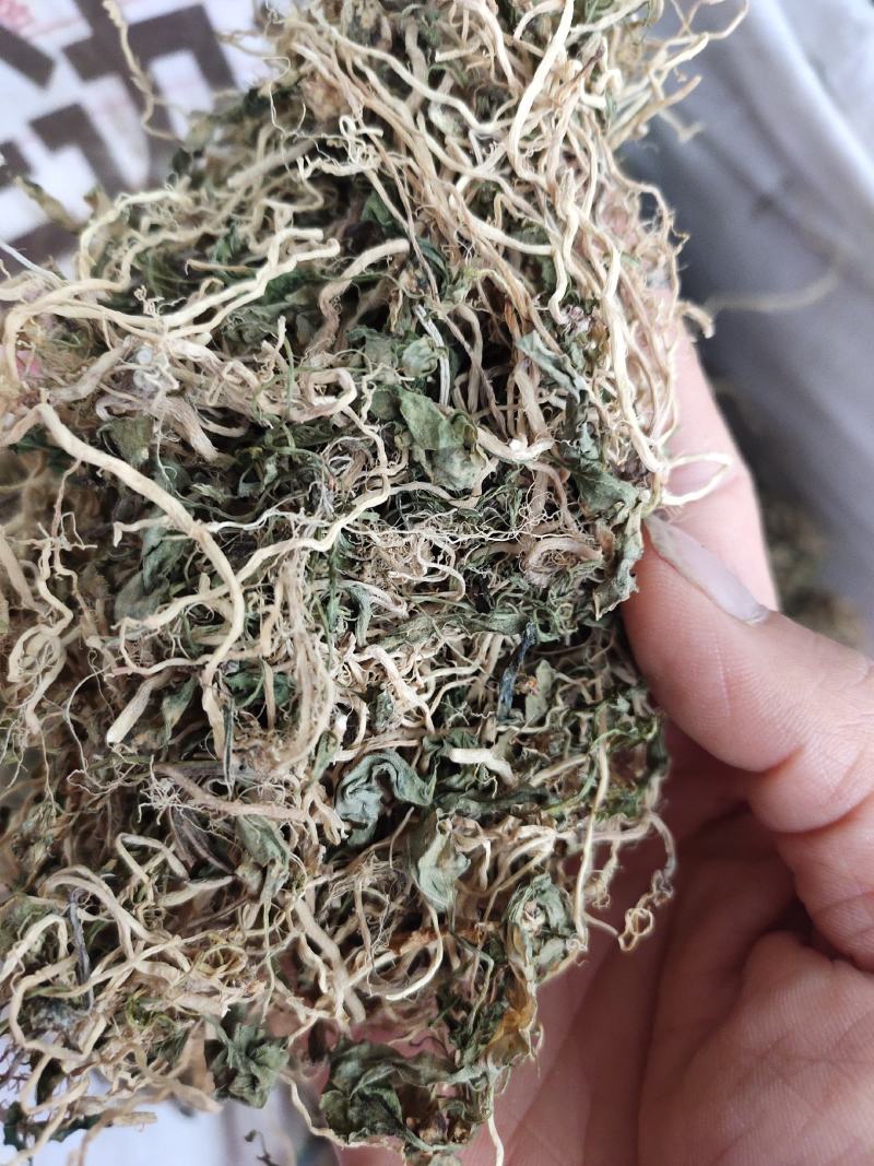 中草药半边连全草半边莲
