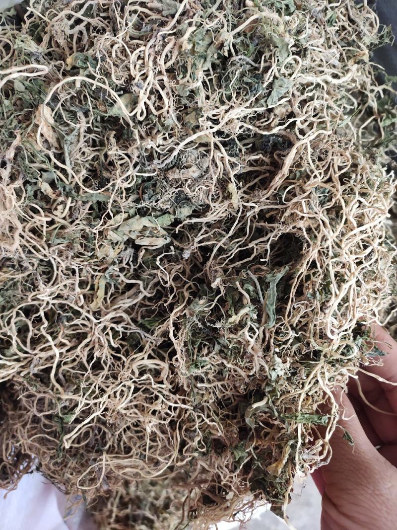 中草药半边连全草半边莲