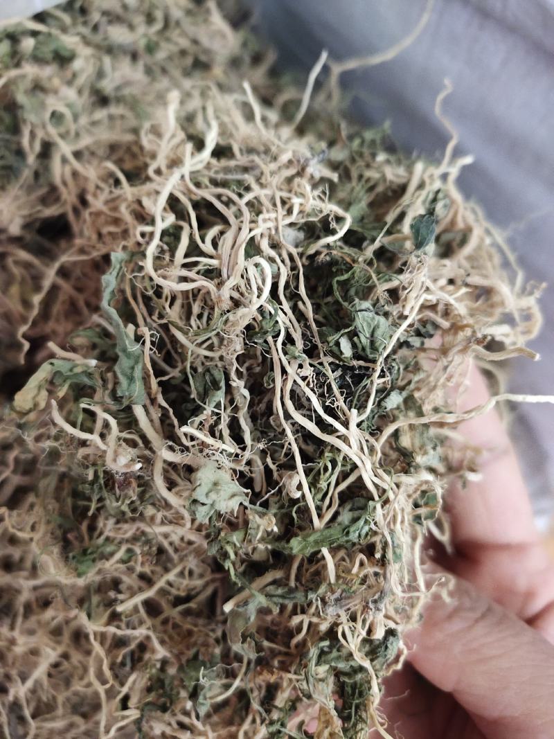 中草药半边连全草半边莲