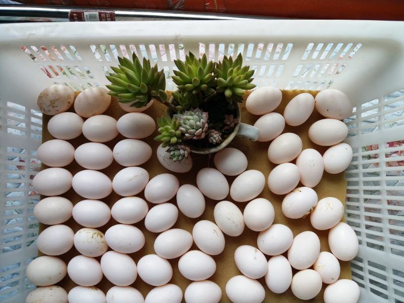 ·种鸽食用玉米等原粮生产出的新鲜鸽蛋