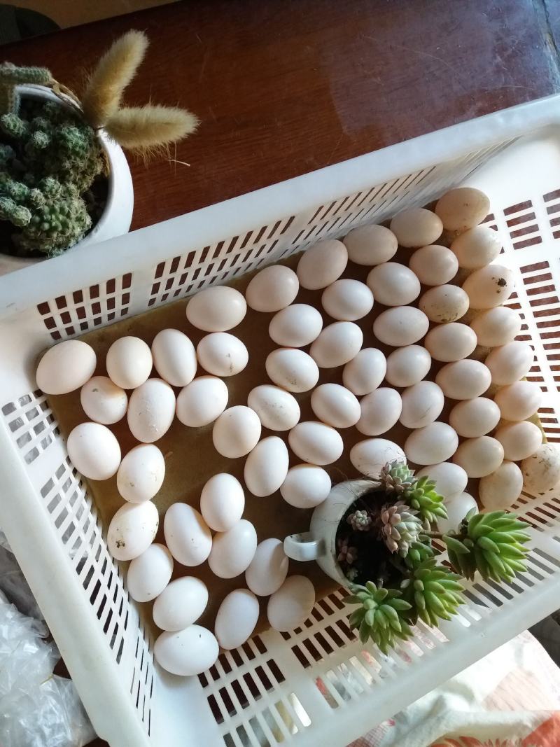 ·种鸽食用玉米等原粮生产出的新鲜鸽蛋