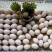 ·种鸽食用玉米等原粮生产出的新鲜鸽蛋