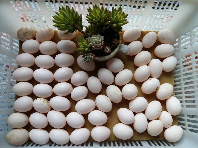 ·种鸽食用玉米等原粮生产出的新鲜鸽蛋