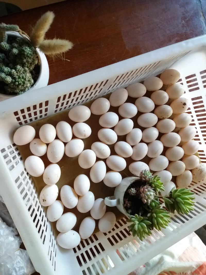 ·种鸽食用玉米等原粮生产出的新鲜鸽蛋