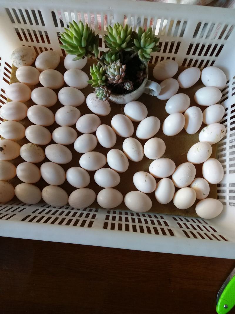 ·种鸽食用玉米等原粮生产出的新鲜鸽蛋
