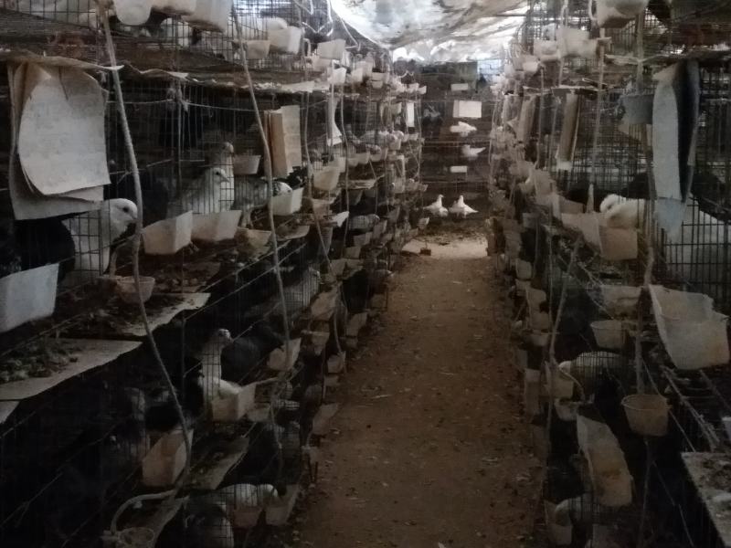 高产期美国白玉王鸽种鸽产蛋多抱窝勤，好管理