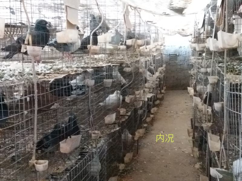 高产期美国白玉王鸽种鸽产蛋多抱窝勤，好管理