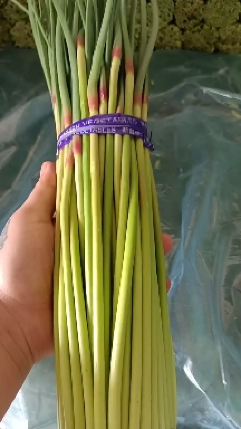 邳州精品小红帽已大量上市邳州精品小红帽已大量上市