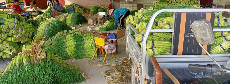 邳州精品小红帽已大量上市邳州精品小红帽已大量上市