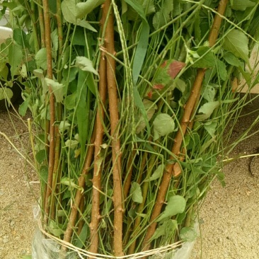 大量出售优质青梅苗一块钱一颗量大从优！欢迎订购咨询