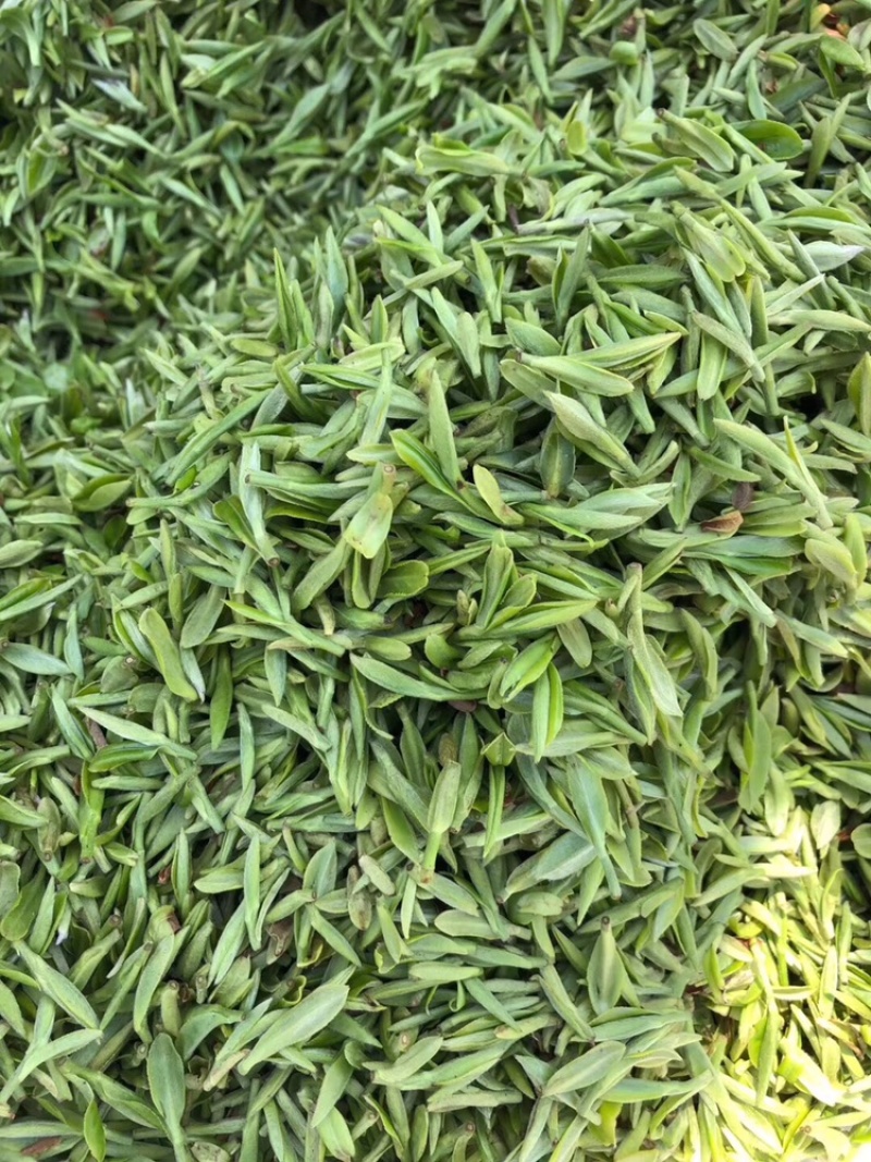 2021新茶石台富硒茶高山绿茶云雾绿茶高山野茶明前茶