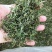 2021新茶石台富硒茶高山绿茶云雾绿茶高山野茶明前茶