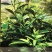 2021新茶石台富硒茶高山绿茶云雾绿茶高山野茶明前茶