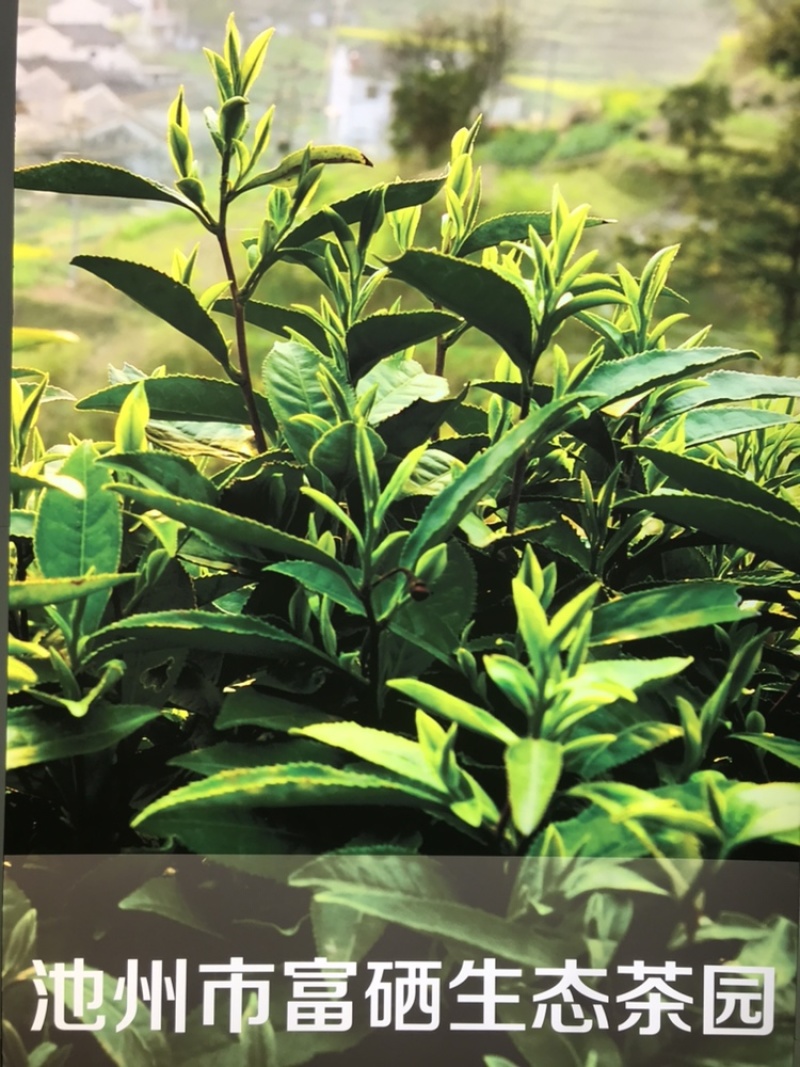 2021新茶石台富硒茶高山绿茶云雾绿茶高山野茶明前茶