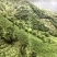 2021新茶石台富硒茶高山绿茶云雾绿茶高山野茶明前茶