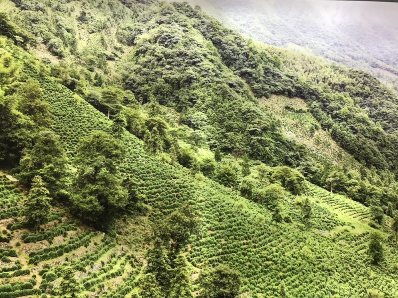 2021新茶石台富硒茶高山绿茶云雾绿茶高山野茶明前茶
