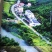 2021新茶石台富硒茶高山绿茶云雾绿茶高山野茶明前茶
