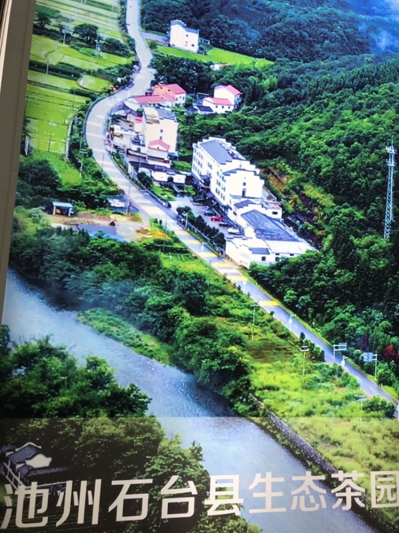 2021新茶石台富硒茶高山绿茶云雾绿茶高山野茶明前茶
