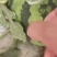 夏邑8424西瓜